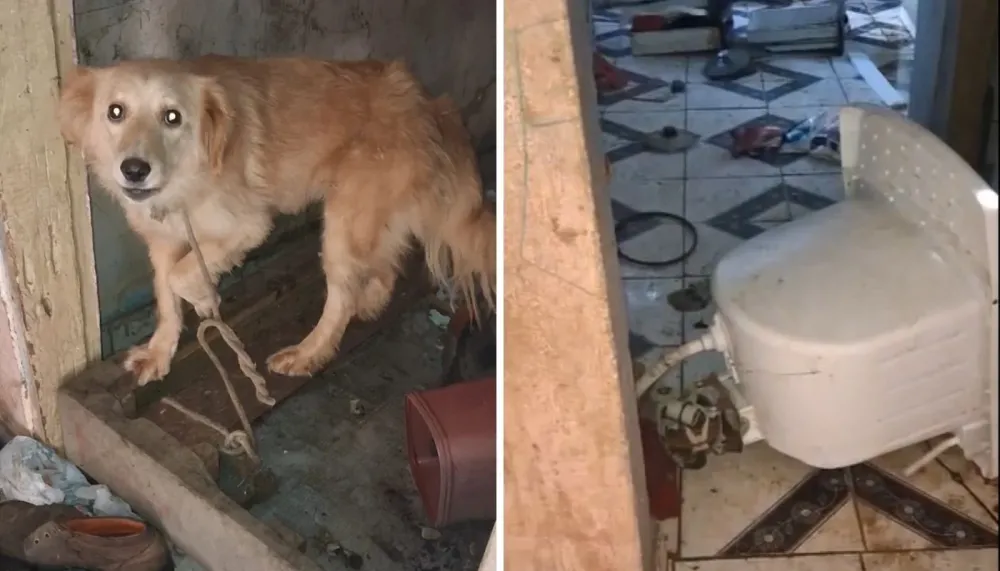 Polícia resgata cães, gatos, coelho e pato com maus-tratos em residência de Campinas