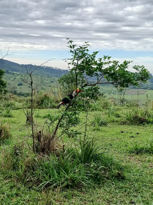 Tucano recuperado é solto em área apropriada em Vinhedo
