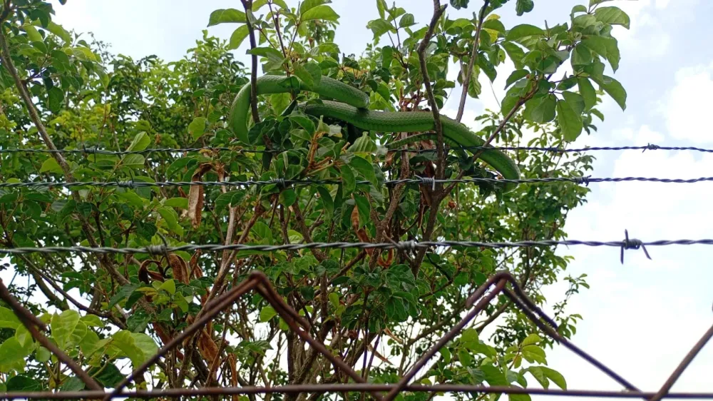 Corpo de Bombeiros resgata cobra em árvore próxima ao Parque Ecológico Dom Bosco em Campinas
