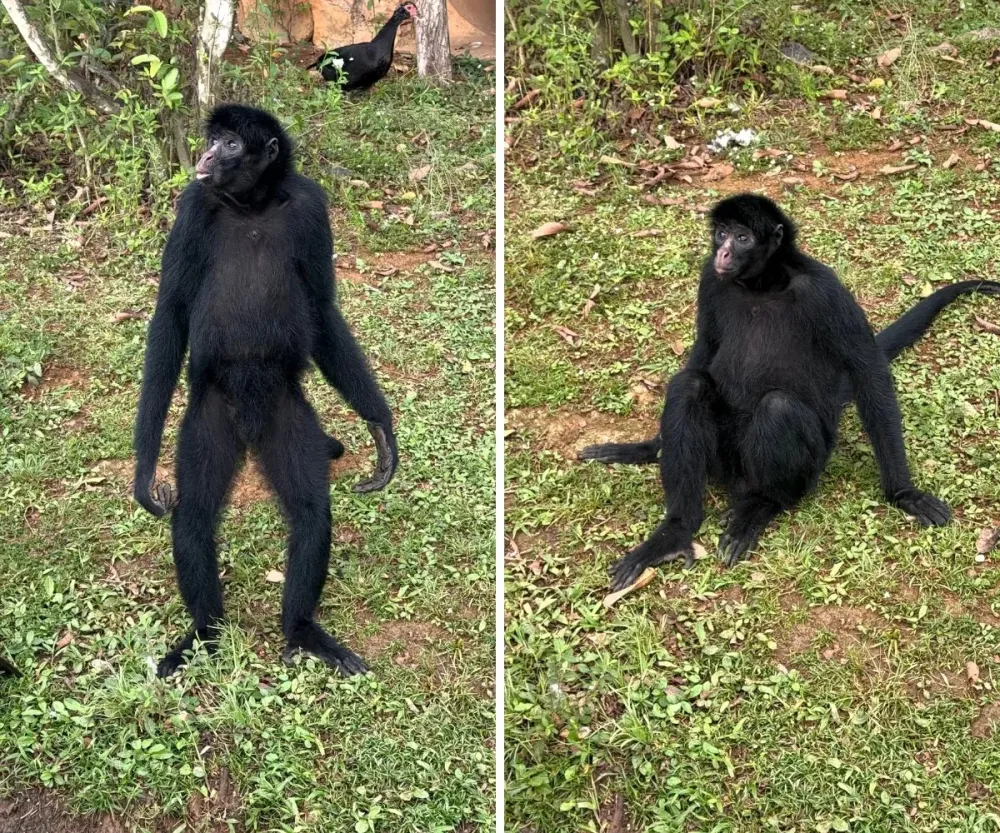 Macaco-aranha Tchuco é transferido para o Parque Zoológico Municipal Quinzinho de Barros em Sorocaba
